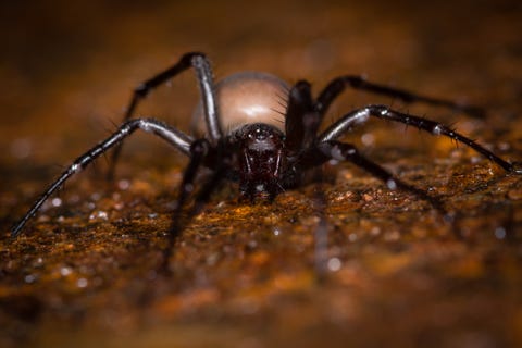 uk spiders – cave spider