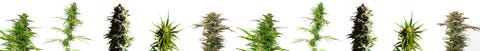 CBD plants