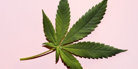 Cannabis Leaf on Pink Background