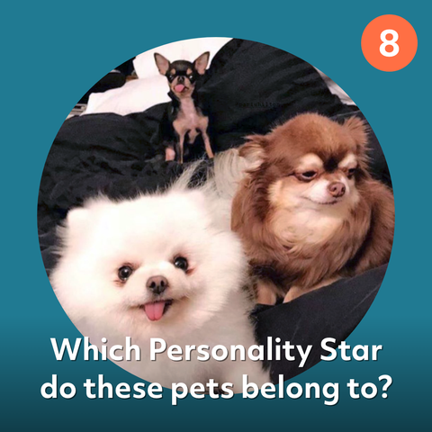 celebrity dogs quiz