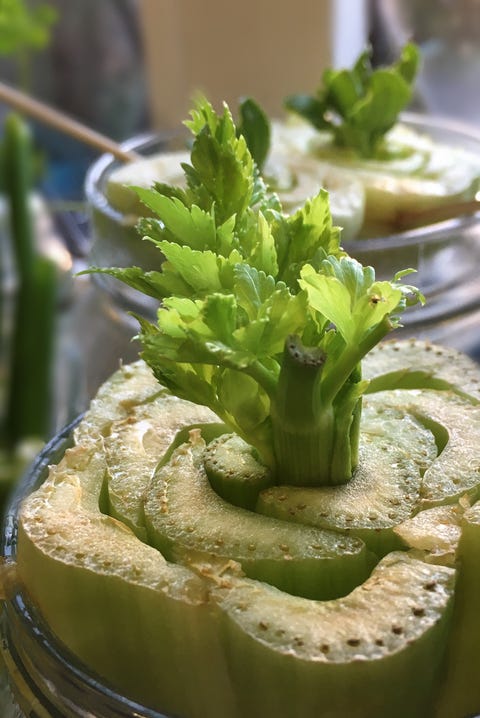 12 Ideas for Growing Vegetables Indoors - Indoor Vegetable Garden Ideas