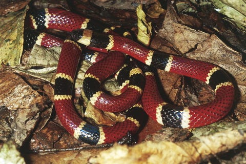 Central American coral snake...
