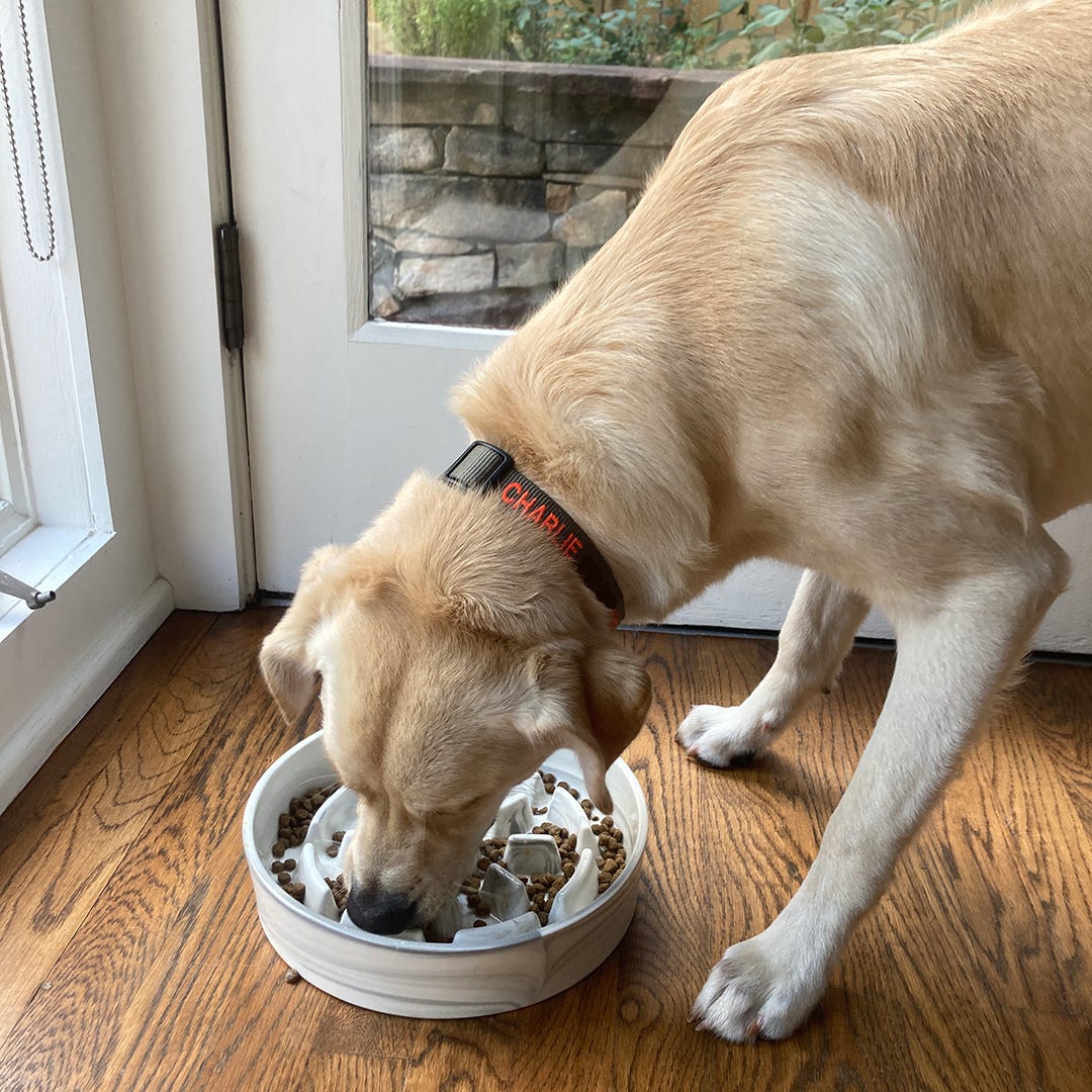 The Benefits of Slow Feeder Dog Bowls Go Way Beyond Helping with Digestion