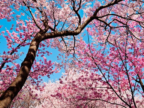 Cerezos en flor - 16 curiosidades sobre el cerezo en flor