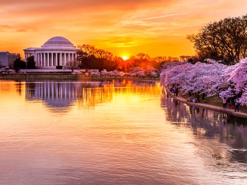 cerezos en flor en washington