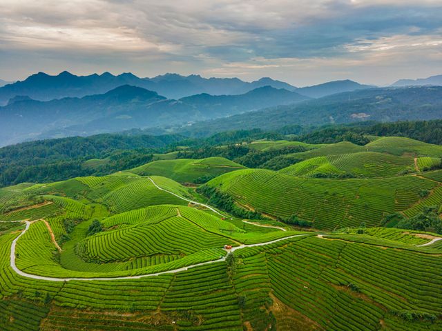 aerial view of tea fields in china