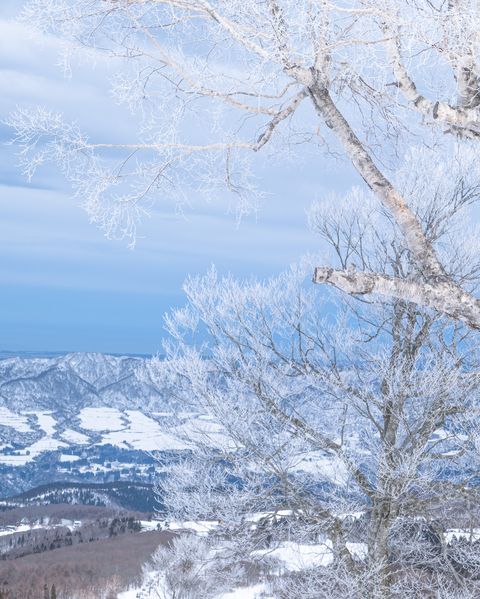 Branch, Blue, Winter, Twig, Freezing, Snow, Trunk, Ice, Frost, Glacial landform, 