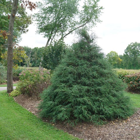 20 Best Evergreen Shrubs - Types of Evergreen Bushes