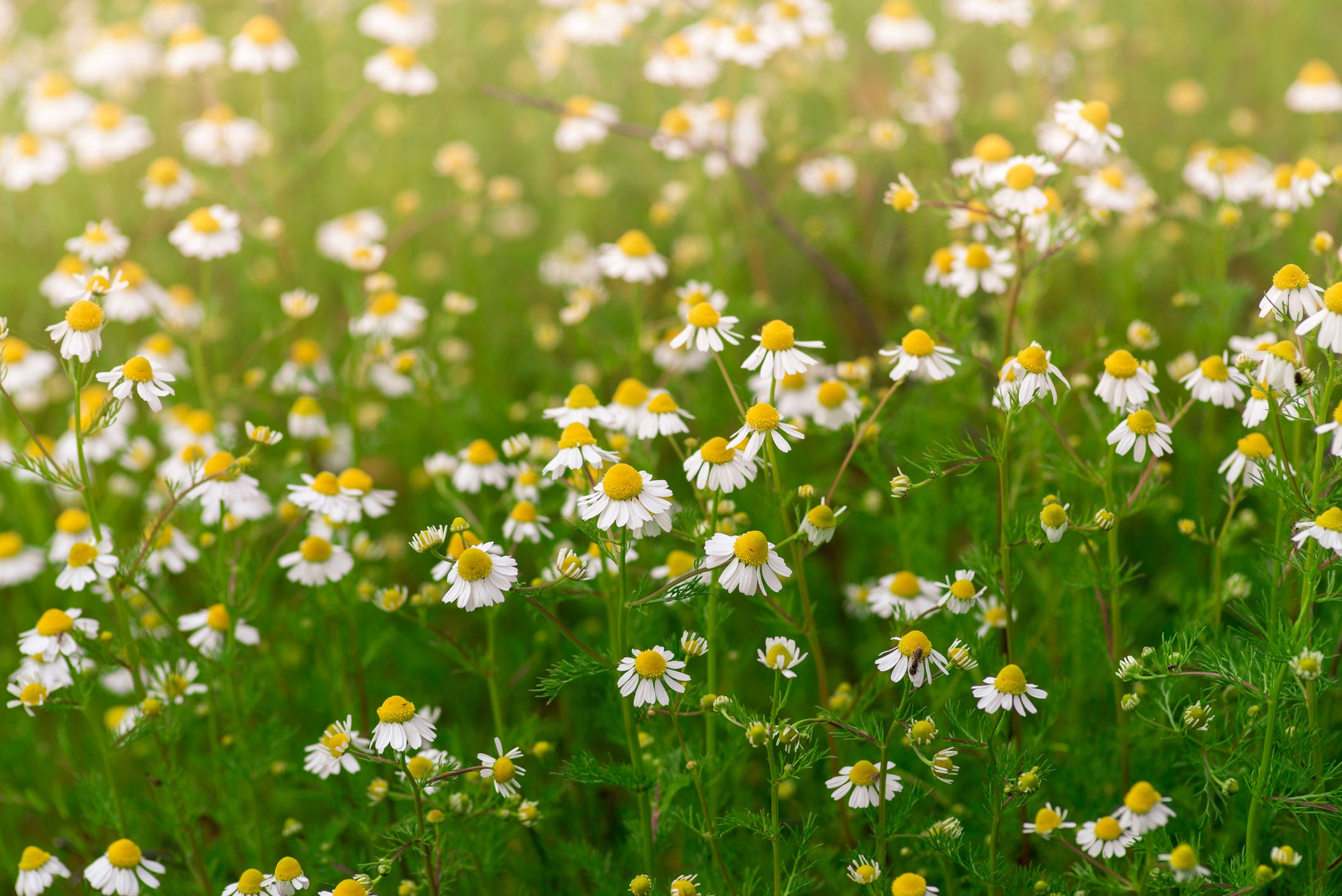 Grow Chamomile in Your Garden — But First, Decide Which Kind