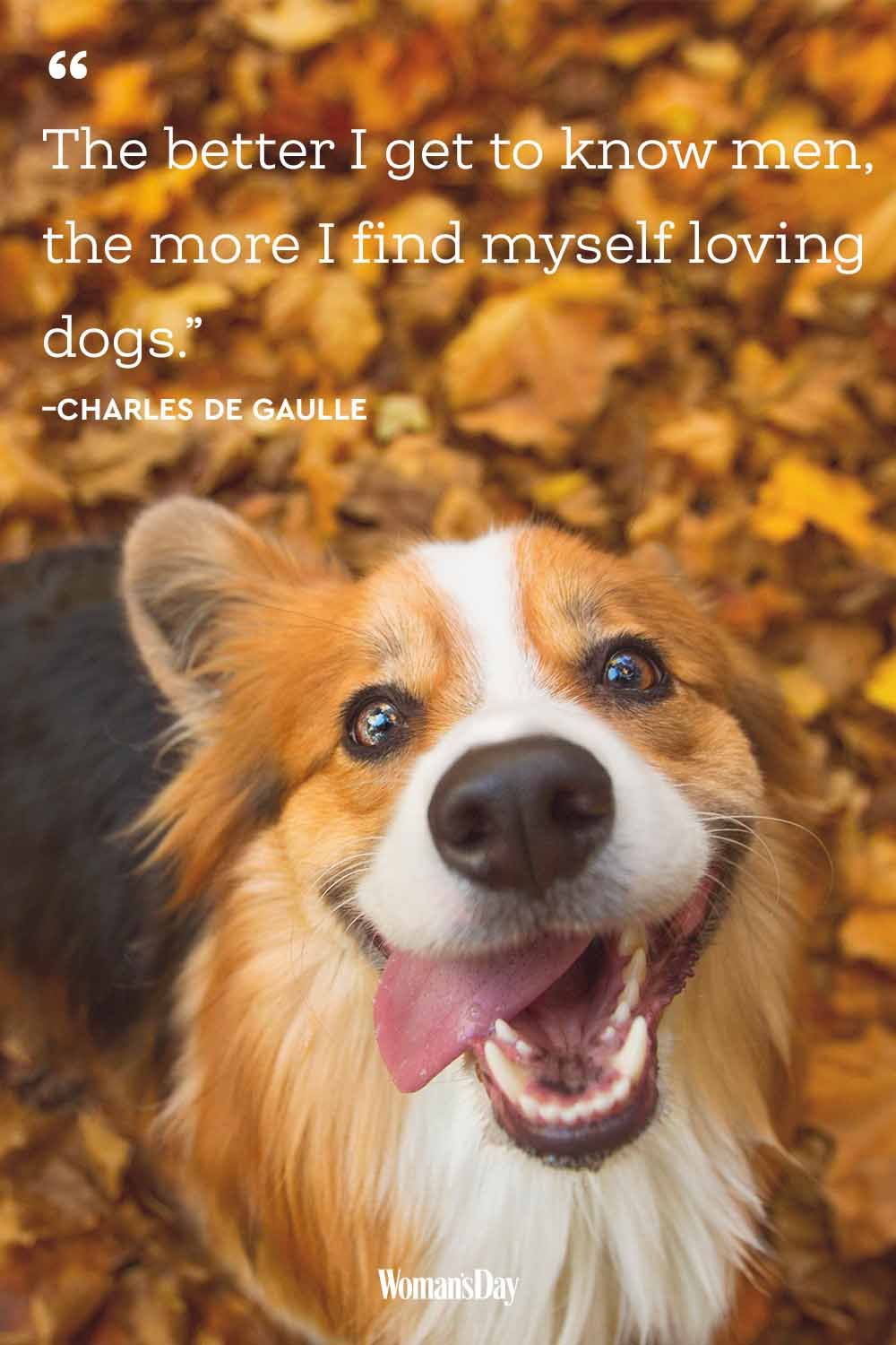 Funny Dog Quotes 20 Cute Dog Sayings That Describe Your Pup