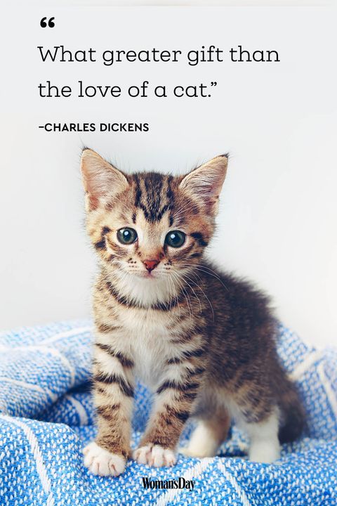 Best Cat Quotes - 20 Cute Cat Sayings That Describe Your Cat-7349