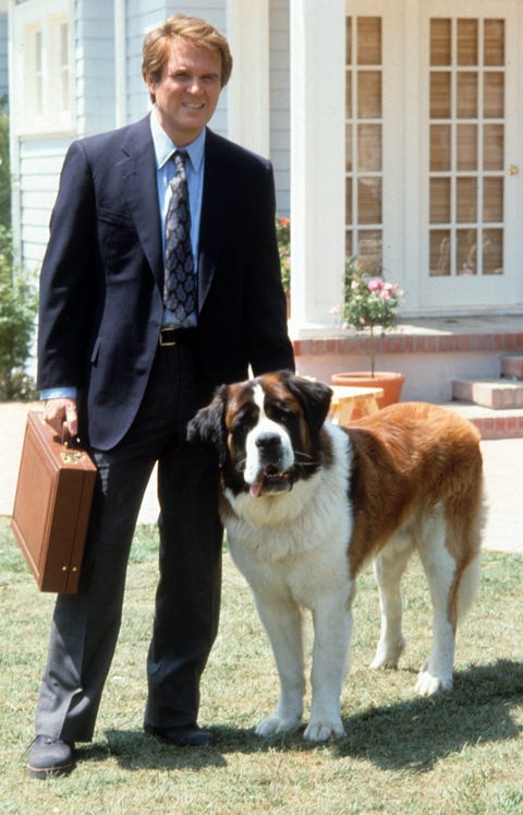 Cute Dog Pictures - Beethoven