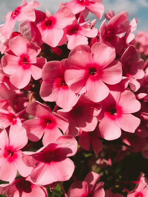 Flower, Flowering plant, Petal, Plant, Pink, Red, garden phlox, Busy Lizzie, Impatiens, Annual plant, 