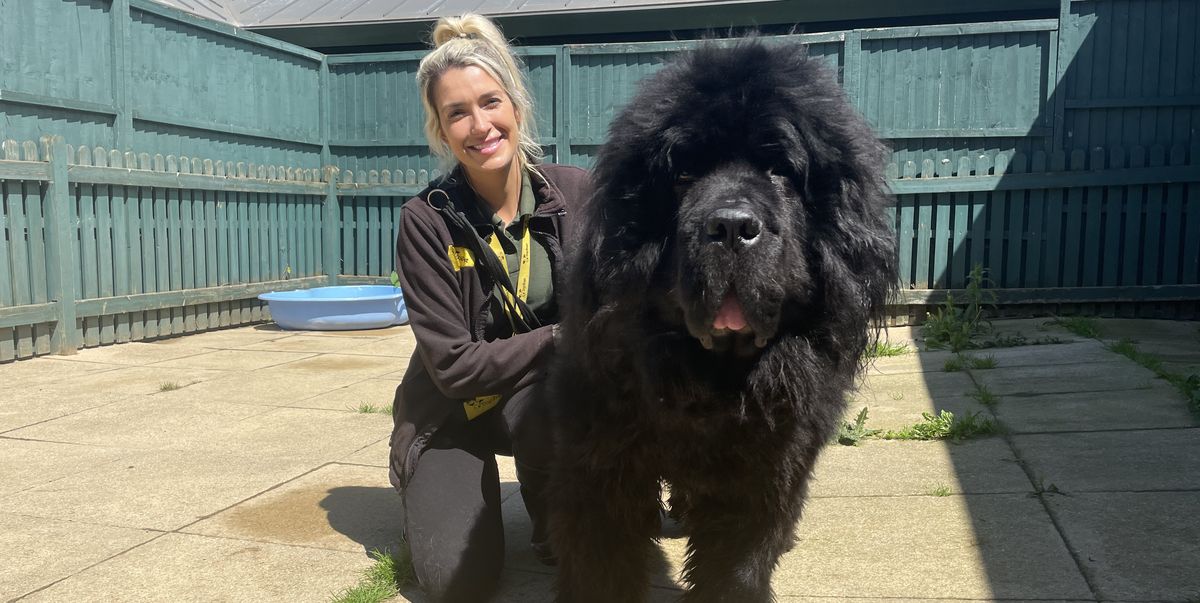 Two of the "biggest ever" rescue dogs need loving new home