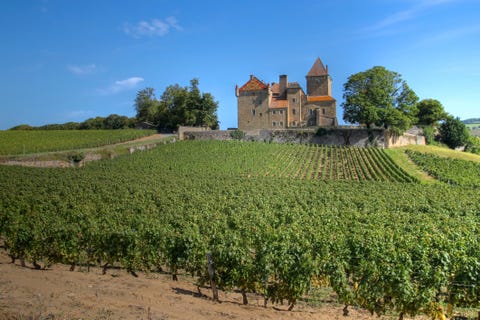 French vineyard: Most beautiful vineyards to visit in France 2022