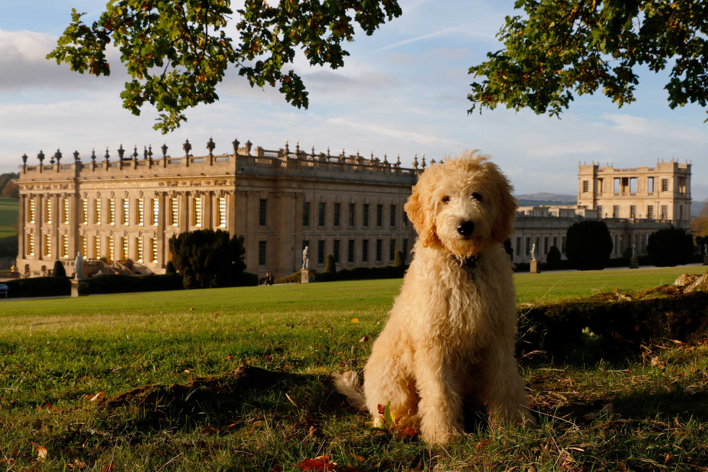 Chatsworth House S New Canine Themed Exhibition