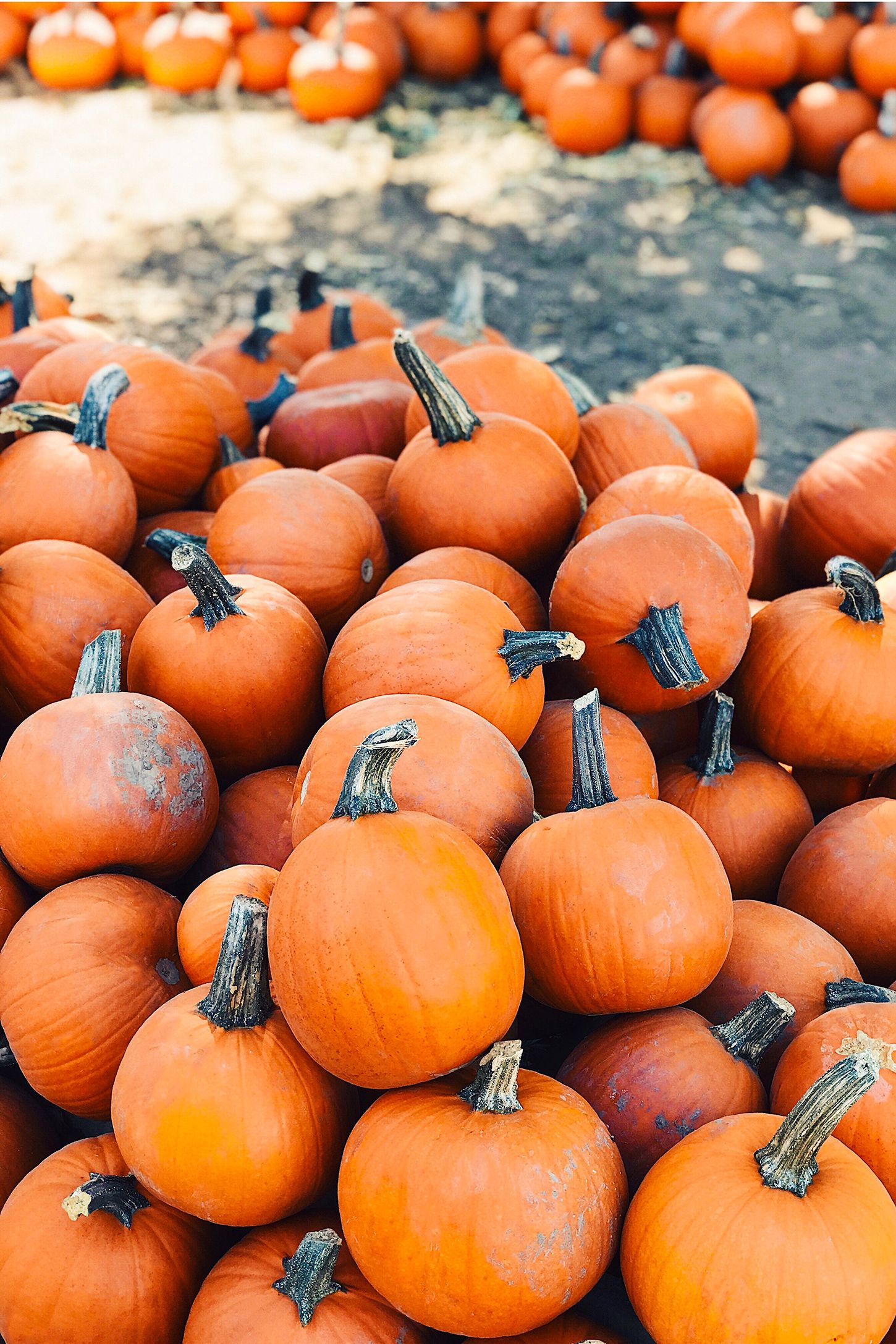 37 Best Pumpkin Farms Near Me 2021 - Pumpkin Picking Near Me