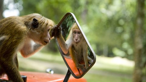 aapje kijkt in spiegel