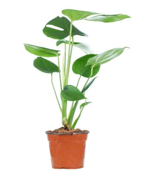 Buy plants online: best house plants to buy online