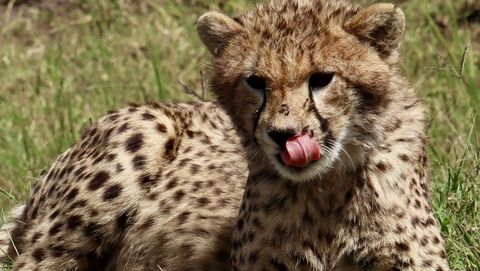 cheeta kenia afrika safari kat