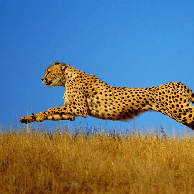 Speed Freaks of Nature: The Fastest-Accelerating Animals