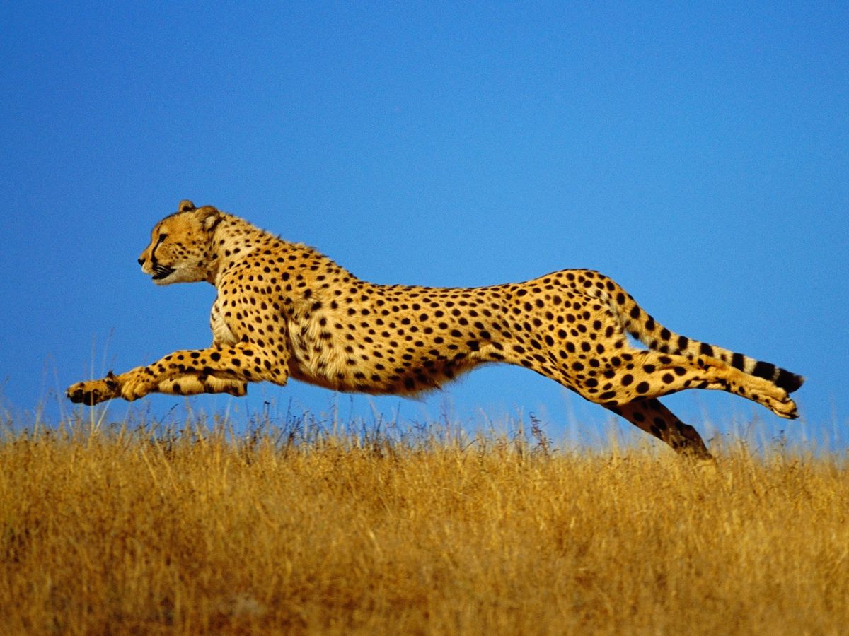 Speed Freaks of Nature: The Fastest-Accelerating Animals