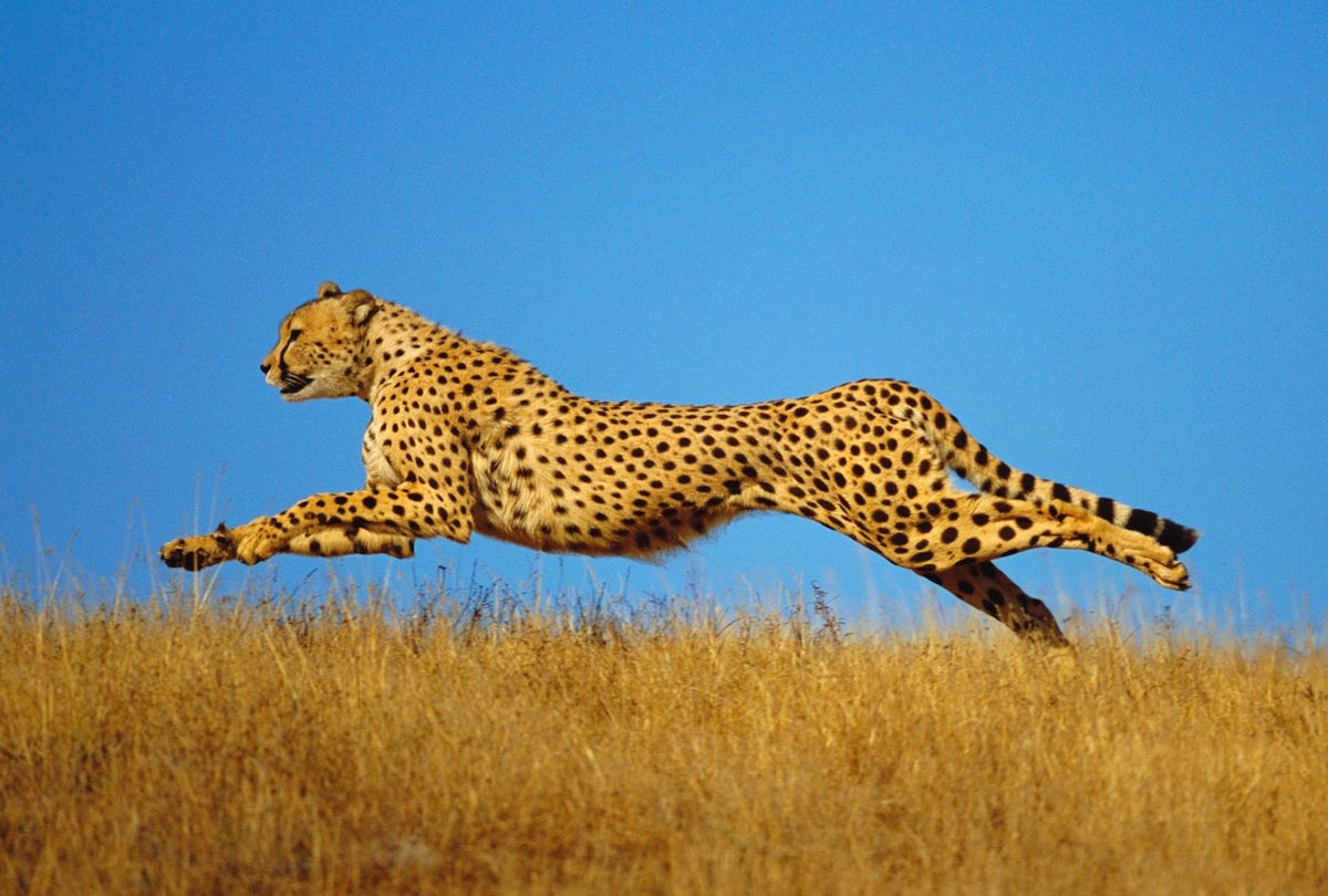 speed freaks of nature: the fastest-accelerating animals