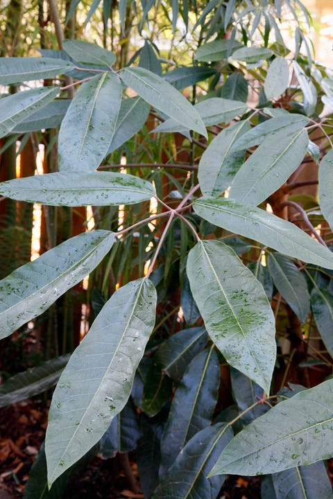 8 plantas de interior que apenas necesitan mantenimiento