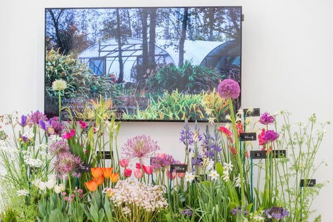 master grower exhibit in the great pavilion rhs chelsea flower show 2018