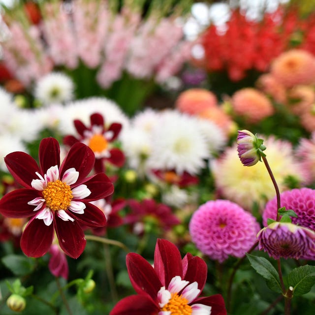 RHS Chelsea Flower Show 2022 chelsea flower show 2022 rhs confirms spring return in may
