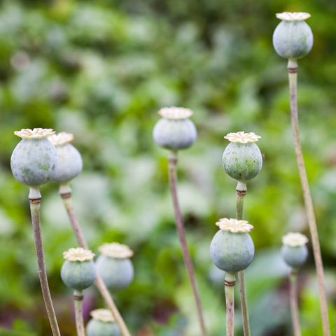 green poppy papaver seed pods capsule, boll, head in the field close up