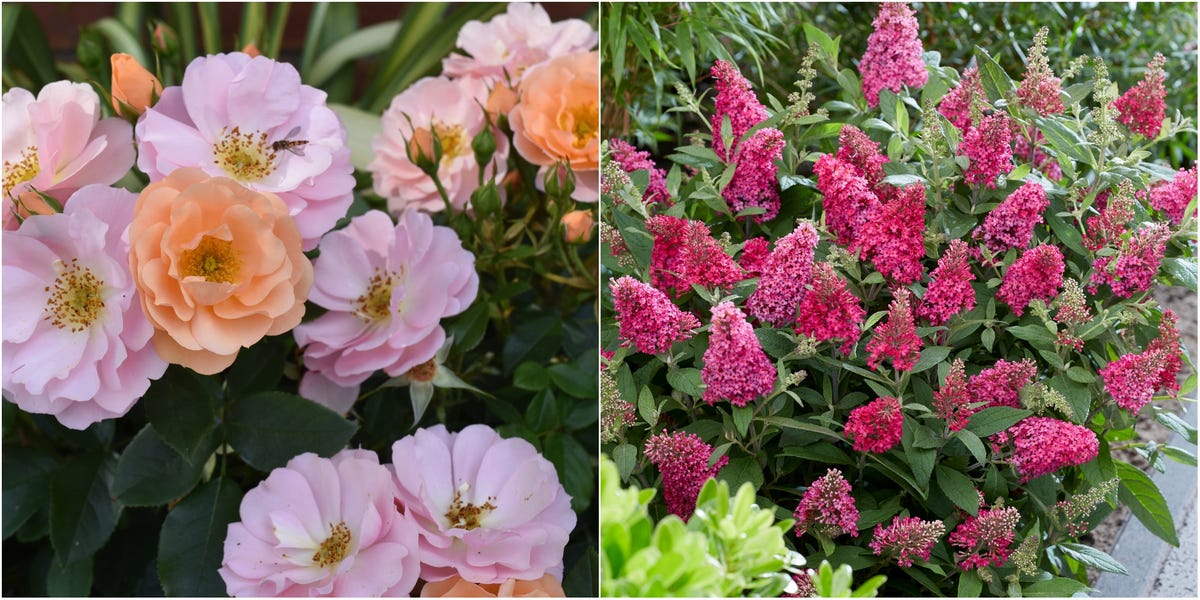 Chelsea Flower Show 2022 Plant Of The Year