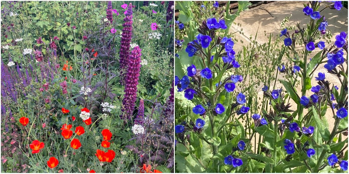 Top 10 Show-Stopping Plants In Bloom At Chelsea Flower Show 2022