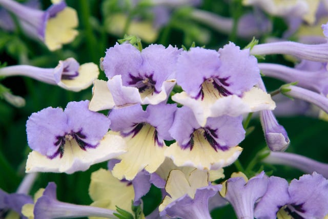 chelsea flower show, 2020 rostlin desetiletí užšího výběru