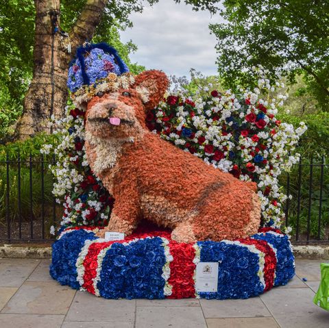london, united kingdom   20220523 a woman walks past 'clarence the corgi' flower display on sloane street during the free floral art show at chelsea in bloom shops, hotels and restaurants in london's chelsea area are participating in the annual competition, and the 2022 theme is 'british icons' photo by vuk valcicsopa imageslightrocket via getty images