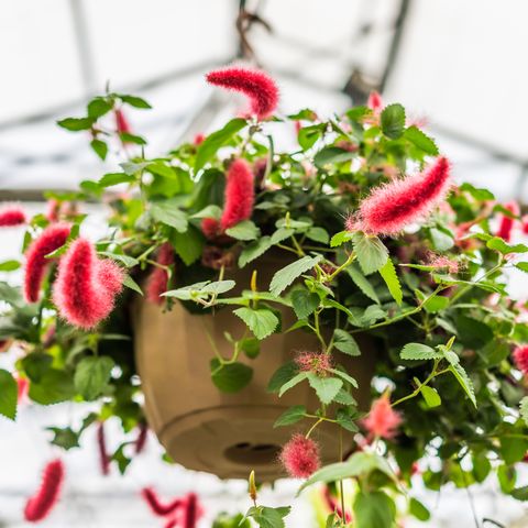chenille foxtail   indoor hanging plant