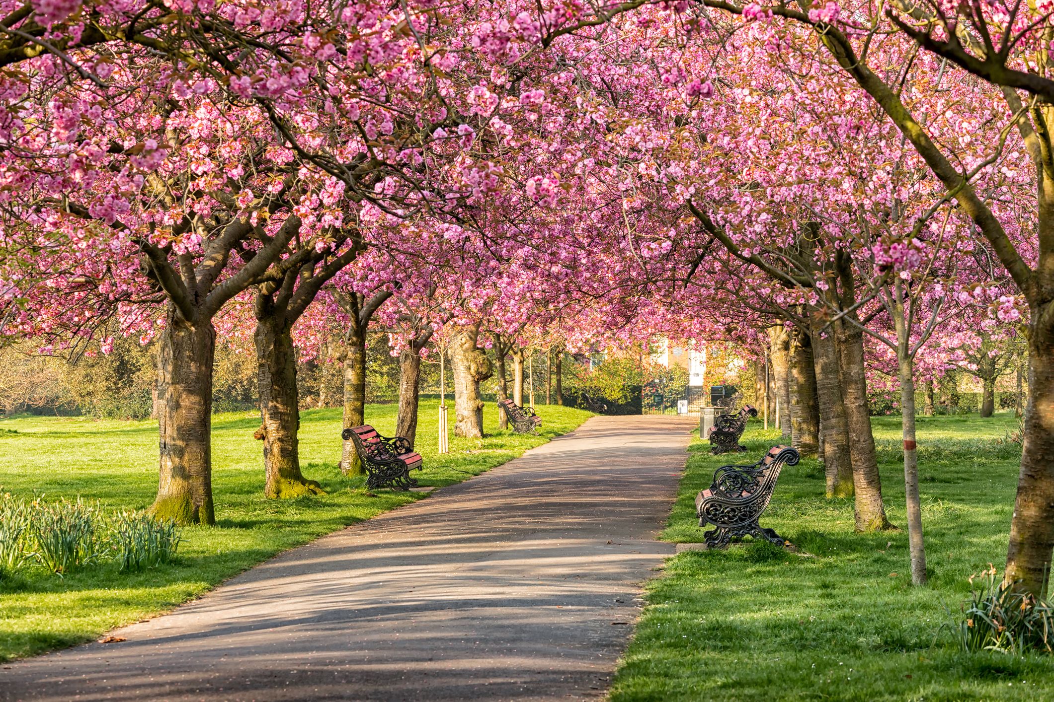 Cherry Blossom Festival Oregon 2019