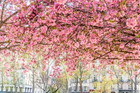 cherry blossom canopy in paris