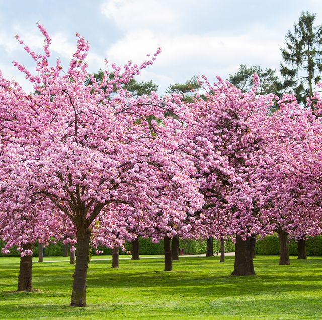 Do cherry blossom tree give fruit