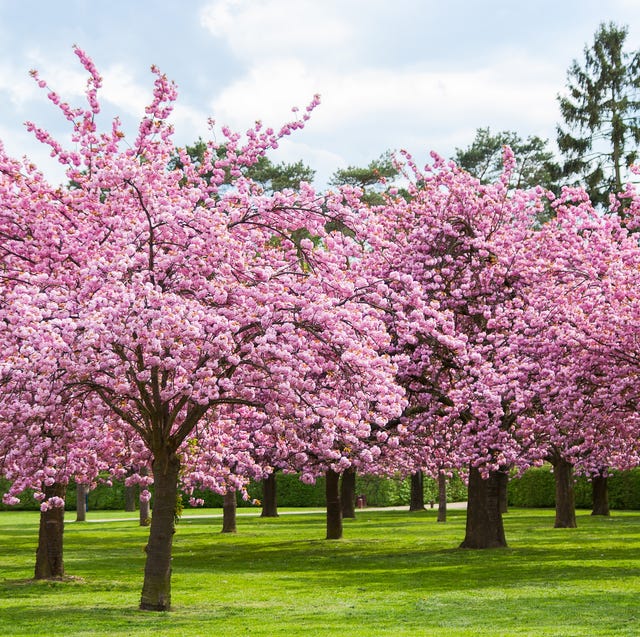 25 Cherry Blossoms Facts Things You Didn T Know About Cherry Blossom Trees