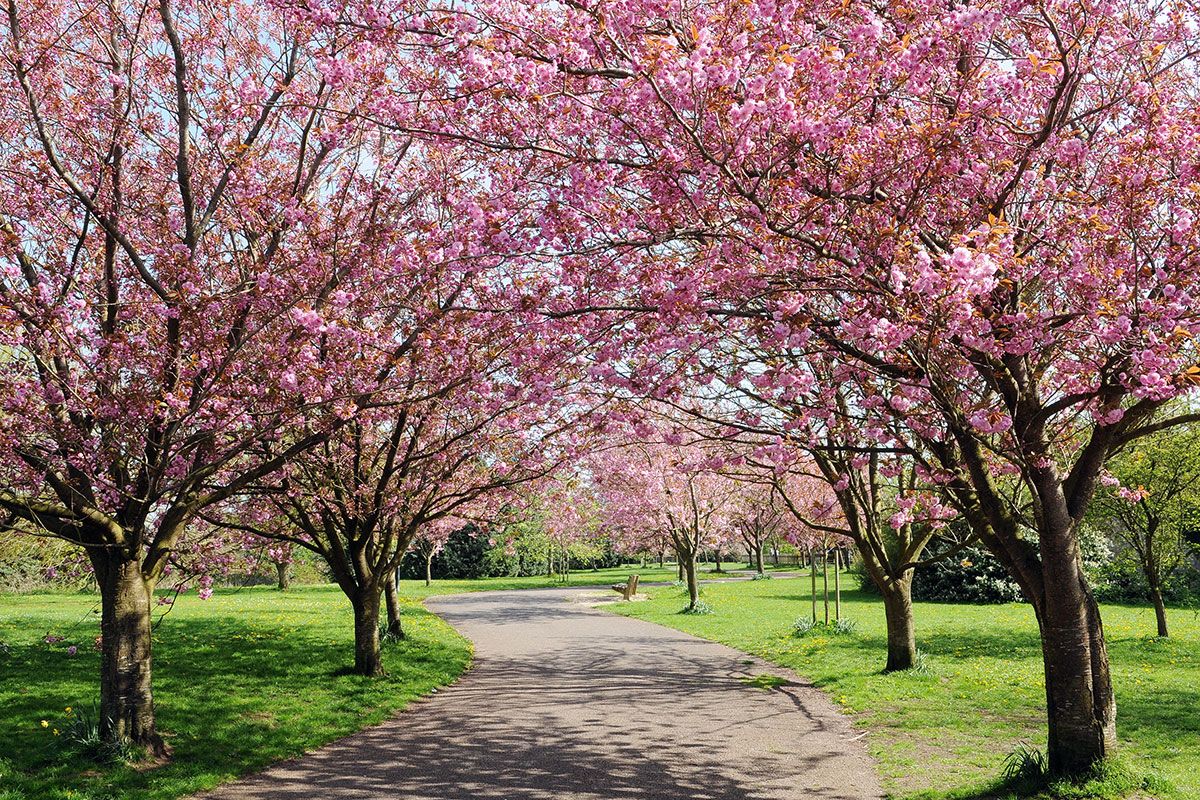 Japan To Plant 1 000 Of It S Iconic Cherry Blossom Trees In Britain