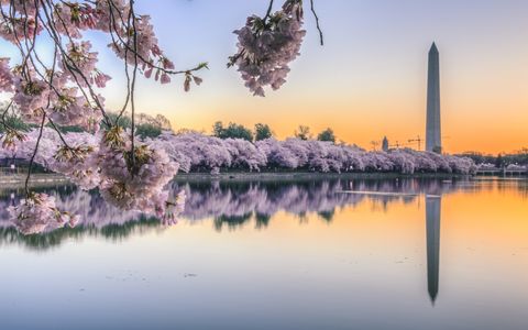 Cherry Blossom Sunrise over Tidal Basin