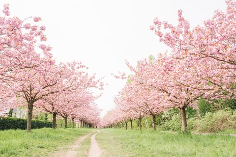 25 Cherry Blossoms Facts Things You Didn T Know About Cherry Blossom Trees