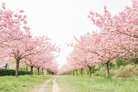 25 Cherry Blossom Tree Facts Things You Didnt Know About