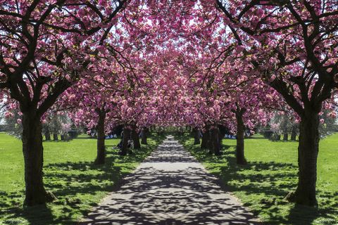 SuperPower® Spring Cherry Trees Forest Landscape Romantic Pink Sakura Avenue 100 