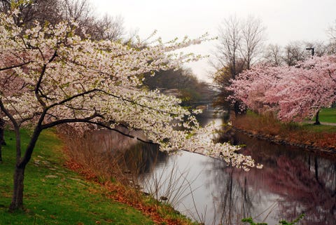 Best Cherry Blossom Cities In The World Where To See Cherry Blossoms