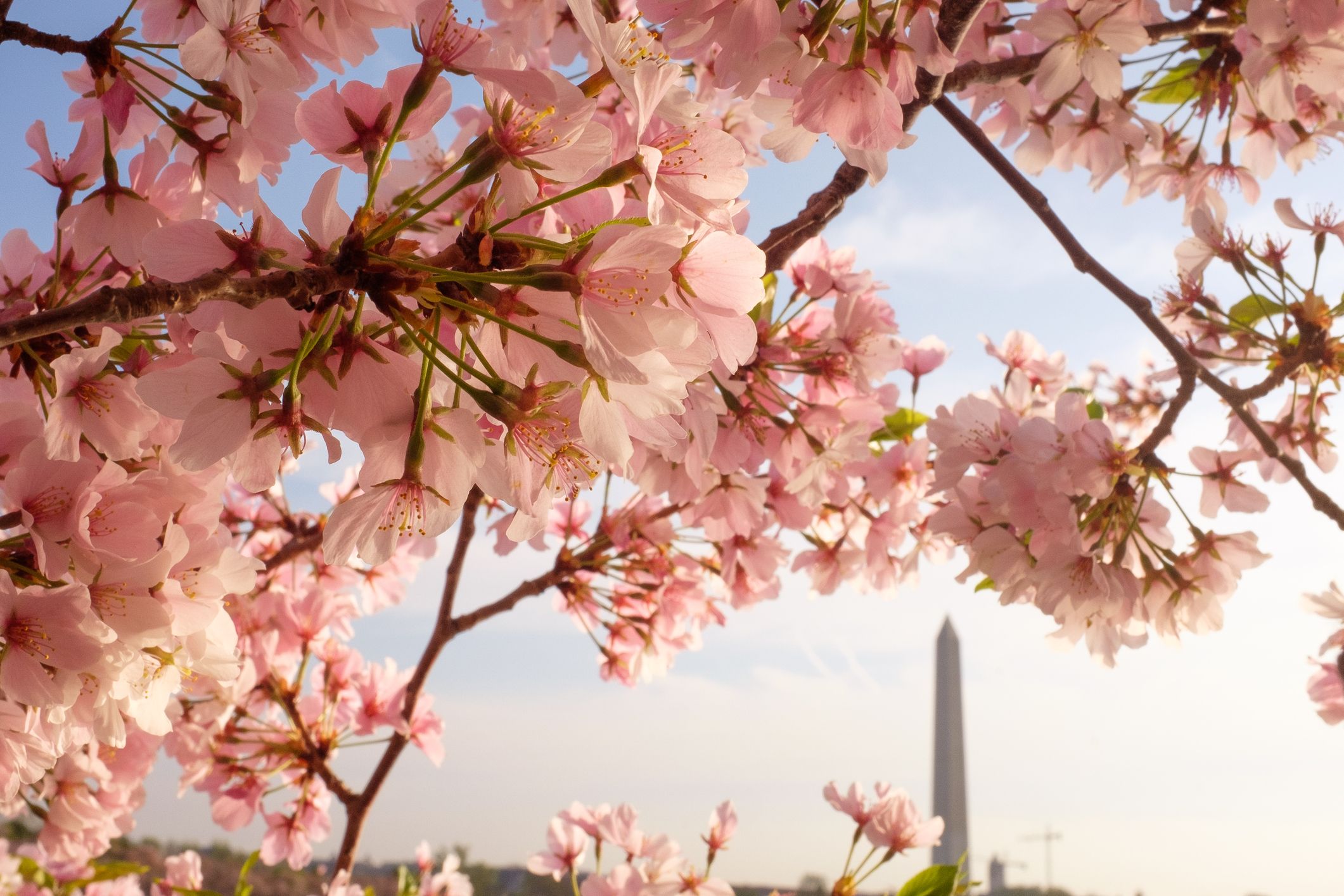 cherry blossoms