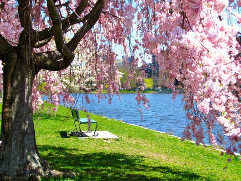 20 cherry blossom tree