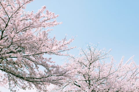 Cherry Blossoms Cherry Blossoms