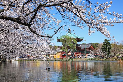 Cherry blossoms, Tokyo, Japan